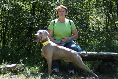 Weimaraner Paul