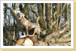 Weimaraner Paul