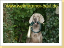 Weimaraner Paul