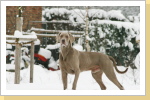 Weimaraner Paul