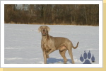 Weimaraner Paul