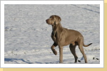Weimaraner Paul