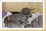 Weimaraner Paul