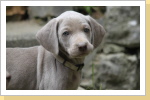 Weimaraner Paul