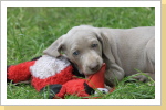 Weimaraner Paul