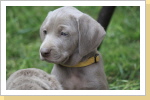 Weimaraner Paul