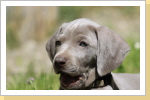 Weimaraner Paul