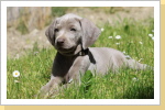 Weimaraner Paul